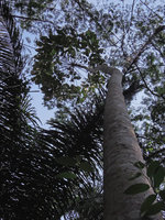 Schefflera morototoni, Inkaterra, Madre de Dios, Peru