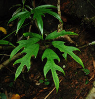 Schefflera schizophylla, leaf close-up in forest understory, Khao Yai NP, Thailand