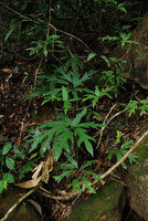 Schefflera schizophylla, leaf detail, Khao Yai NP, Thailand