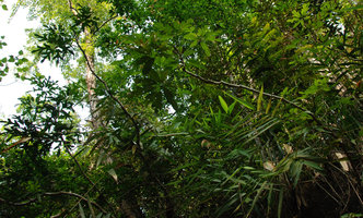 Schefflera schizophylla on a vertical stone wall, Khao Yai NP, Thailand