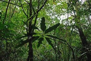 Schefflera schizophylla, one leaf in the forest, Khao Yai NP, Thailand