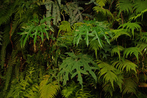 Schefflera schizophylla on Patrick Blanc Vertical Garden
