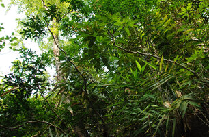 Heptapleurum (syn. Schefflera) schizophyllum, unbranched individuals on a stony vertical bank, Khao Yai NP, Thailand
