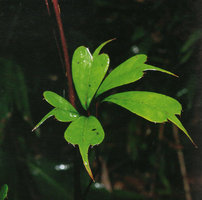 Schefflera sp., emarginate long acuminate leaflets, Larye, Irian Jaya, New Guinea