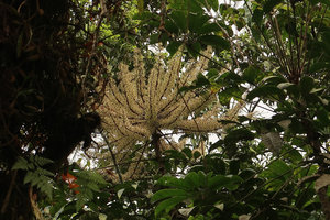 Schefflera sp., inflorescence, Bromo Tengger Semeru NP, Java