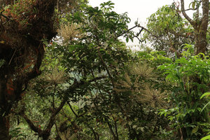 Schefflera sp., inflorescences and leaves, Bromo Tengger Semeru NP, Java