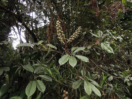 Schefflera straminea, a tall shrub at forest edge, Kumul, 2800 m asl, Mount Hagen, Papua New Guinea