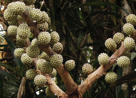 Schefflera straminea, flower heads, Kumul, 2800 m asl, Mount Hagen, Papua New Guinea