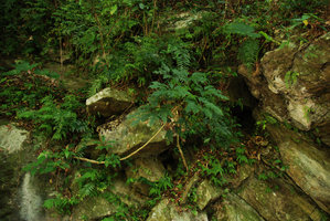 Schefflera on a slope, Taroko, Taiwan