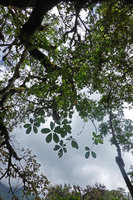 Schefflera volkensii, an evergreen epiphytic species on the deciduous Schefflera abyssinica, Harenna forest, 2300 m asl, Bale NP, Ethiopia