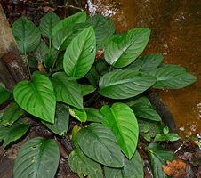 Philonotion (syn.Schismatoglottis) spruceanum on a forest stream bank, Presidente Figueiredo, Manaos, Amazonas, Brazil