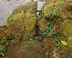 Schismatoglottis subundulata as a rheophyte during the dry season fixed in the limestone rock cracks along the river, Bantimurung, South Sulawesi