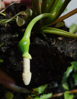 Schismatoglottis subundulata, bending inflorescence, upper part of spatha manually removed