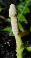 Schismatoglottis subundulata, spadix with lower female part, short sterile part, large male part and upper staminodial globose part