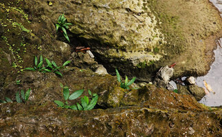 Schismatoglottis subundulata in limestone rock cracks along the river, Bantimurung, South Sulawesi