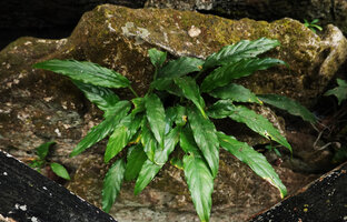 Schismatoglottis subundulata in rock crack along the river, Bantimurung, South Sulawesi