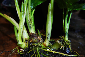 Schismatoglottis subundulata, new lateral clustered shoots emerging from the base following flash flood traumatisms , Bantimurung, South Sulawesi