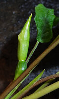 Schismatoglottis subundulata, small opening in the upper part of the spathe at the junction between the male and the upper globose staminodial parts of spadix