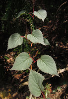 Schizophragma hydrangeoides 'Silver', Yamaguchi, Japan