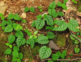 Schizophragma hydrangeoides 'Tiger', Yamaguchi, Japan