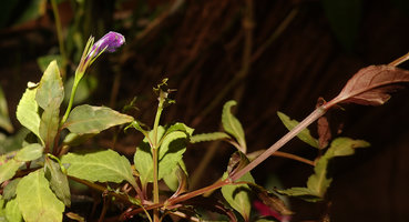 Schizotorenia finetiana, angular somewhat winged stem and deeply incised calyx lobes of the flower, Bidoup Nui Ba NP, Vietnam