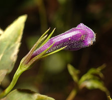 Schizotorenia finetiana, deeply incised calyx lobes, Bidoup Nui Ba NP, Vietnam