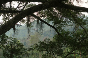 Schoenorchis juncifolia, freely hanging stems, Bromo Tengger Semeru NP, Java