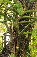 Scindapsus altissimus, climbing stem fixed to tree trunk by adventitious roots, Tenaru Falls, Guadalcanal, Solomon Islands