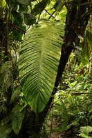 Scindapsus altissimus, leaf blade in forest understory, Tenaru Falls, Guadalcanal, Solomon Islands