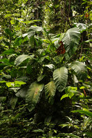 Scindapsus altissimus on forest floor, Tenaru Falls, Guadalcanal, Solomon Islands
