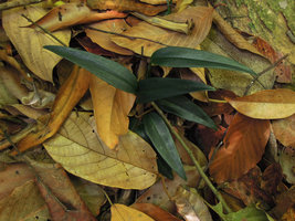 Scindapsus hederaceus, dark green juvenile leaves on forest floor, Bukit Timah, Singapore