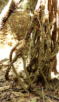 Scindapsus maclurei, branched lower parts of the freely hanging feeding roots, Kaeng Krachan NP, Thailand