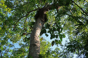Scindapsus maclurei, detached leafy stems in dry forest canopy, Khao Kho, Phetchabun, Thailand