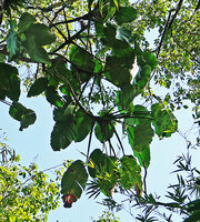 Scindapsus maclurei, detached leafy stems with long petioled leaves, Khao Kho, Phetchabun, Thailand