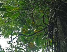 Scindapsus maclurei, long petioled leaves crowded at the detached ending part of stems, Kaeng Krachan NP, Thailand