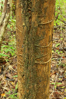 Scindapsus officinalis, articulated corky fire resistant stem emitting horizontal clasping roots, close up, Phae Muang Phee canyon, Phrae, Thailand