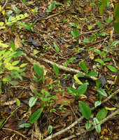 Scindapsus officinalis, first leaves of new shoots silver spotted and following leaves plain green, Phae Muang Phee canyon, Phrae, Thailand