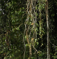 Scindapsus pictus, adult phase in forest canopy with much branched freely hanging stems and terminal erect infructescences, Danum Valley, Sabah, Borneo