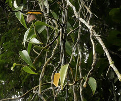 Scindapsus pictus, leaves of the adult form in the forest canopy, Danum Valley, Sabah, Borneo