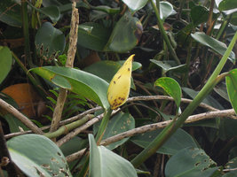 Scindapsus scortechinii, spatha close up, Gunung Brinchang, Cameron Highlands, Malaysia