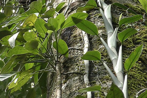 Scindapsus coriaceus, comparison between the stem and leaf structures of the main adherent stem on the right and the axillary detached stem on the left, Danum Valley, Sabah, Borneo