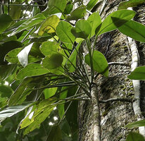 Scindapsus coriaceus, lateral detached stem with crown displayed leaves, each with long petiole due to inward rolled sheath, Danum Valley, Sabah, Borneo