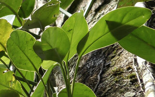 Scindapsus coriaceus, leaf blades of the lateral detached stems, Danum Valley, Sabah, Borneo