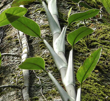 Scindapsus coriaceus, leaves of the main adherent stem with a wide sheath embracing the thick stem and proportionnally quite small blade, Danum Valley, Sabah, Borneo