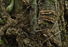 Scindapsus coriaceus, new erect shoot fixed to tree trunk by horizontal clasping roots covered by foliaceous corky rhytidome, Danum Valley, Sabah, Borneo