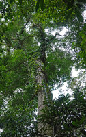Scindapsus coriaceus reaching the upper host tree trunk, Danum Valley, Sabah, Borneo