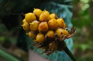 Mapania baccifera, infructescence, Imbu Rano, 350 m asl, Kolombangara, Solomon Islands