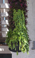 Sedum burrito freely hanging from a Column at PAMM Museum, Miami, July 2016