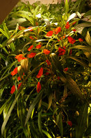 Seemannia sylvatica blooming all the year round on the P. Blanc and P. Heni bathroom vertical garden