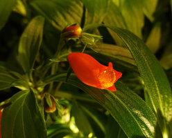 Seemannia sylvatica blooming on the P. Blanc and P. Heni bathroom vertical garden